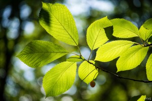 14322276634_0a9fb39e93_o